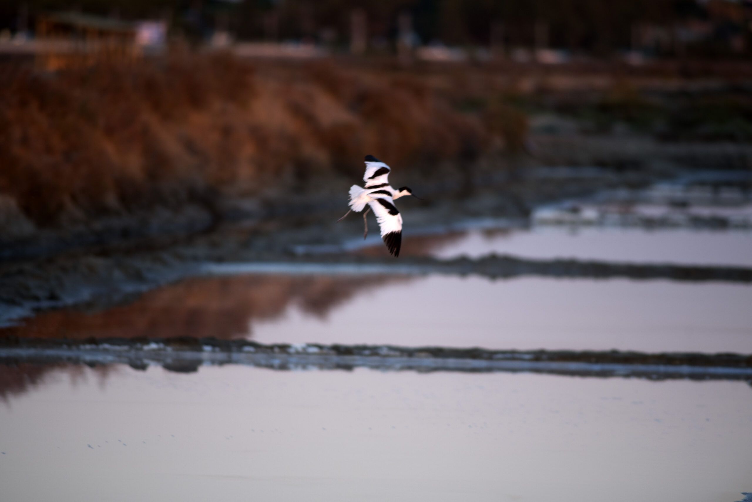 Avocetas en las salinas