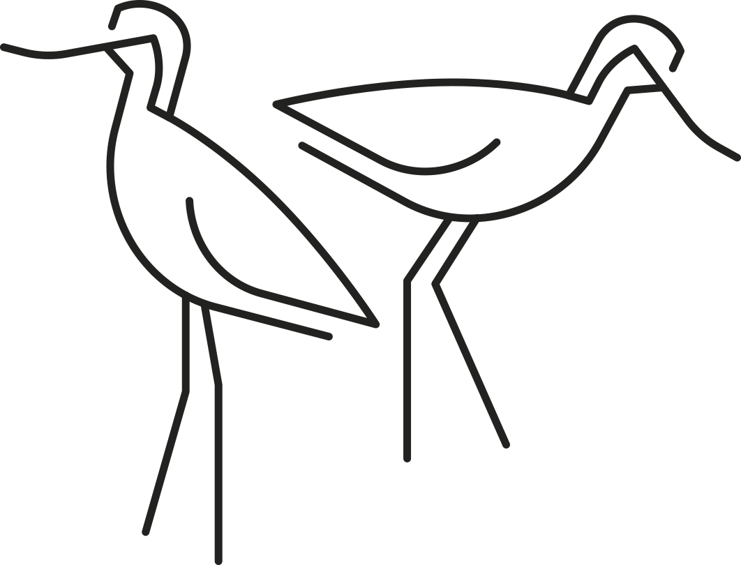 Avocetas de las salinas de Cádiz